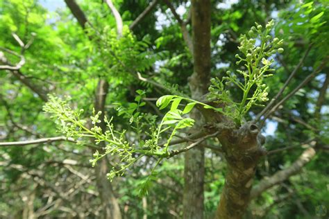 紫黃屬|紫黃(恆春熱帶植物園)